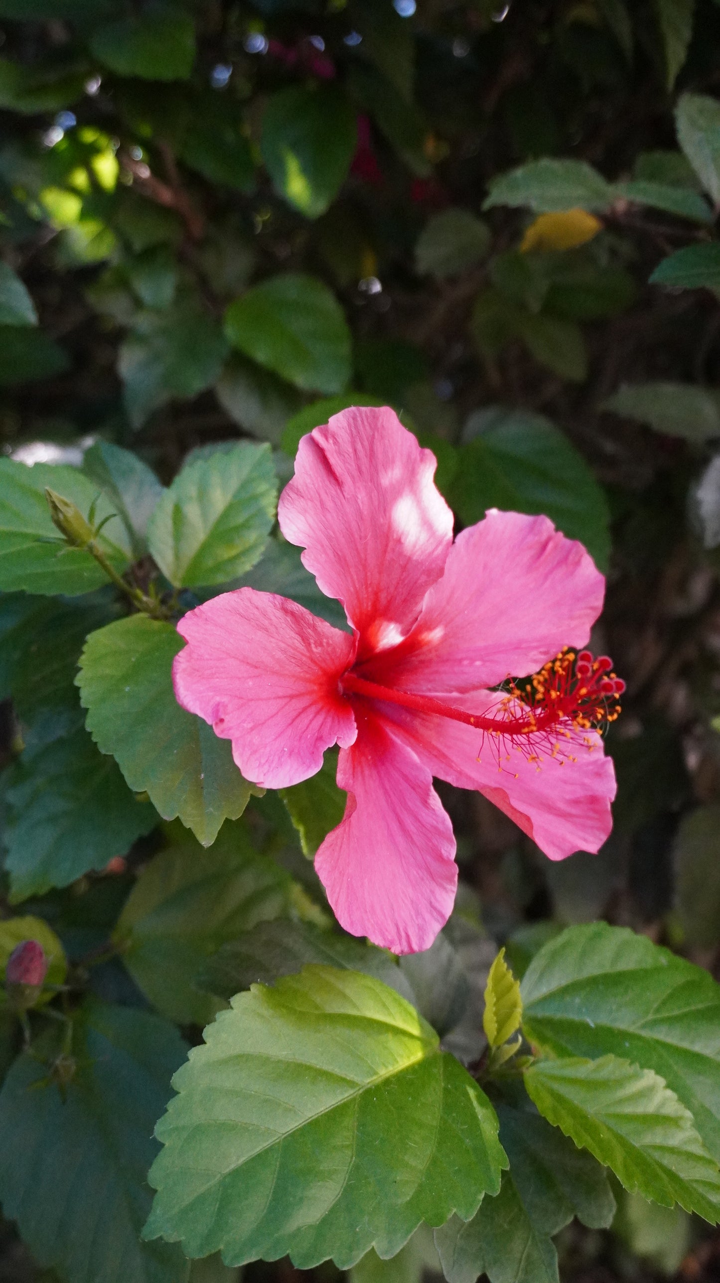 PUFF PRINT Hibiscus Family.Encounter.Nations